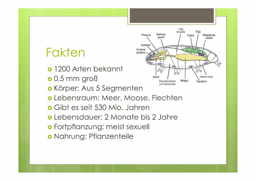 Bärtierchen
(Tardigrada)
von Celina, Janina, Sören Pharynx
Eyespot
Fakten
o 1200 Arten bekannt
o 0,5 mm groß
Körper: Aus 5 Segmenten
Cerebra