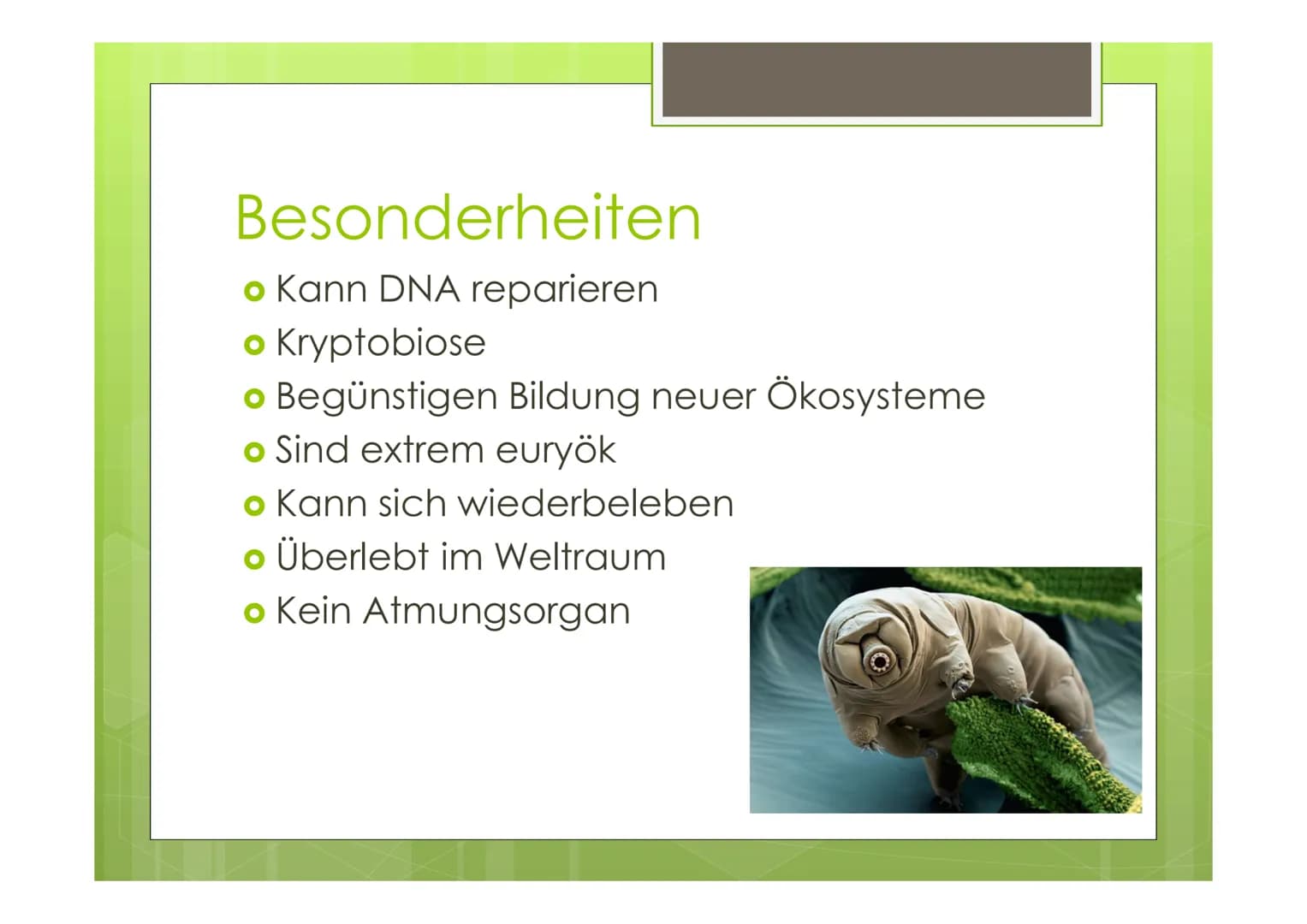 Bärtierchen
(Tardigrada)
von Celina, Janina, Sören Pharynx
Eyespot
Fakten
o 1200 Arten bekannt
o 0,5 mm groß
Körper: Aus 5 Segmenten
Cerebra