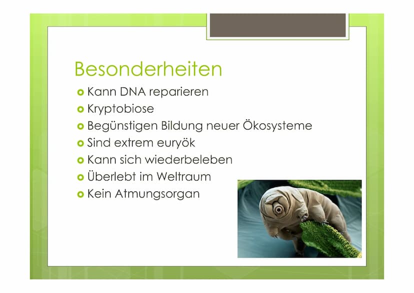 Bärtierchen
(Tardigrada)
von Celina, Janina, Sören Pharynx
Eyespot
Fakten
o 1200 Arten bekannt
o 0,5 mm groß
Körper: Aus 5 Segmenten
Cerebra