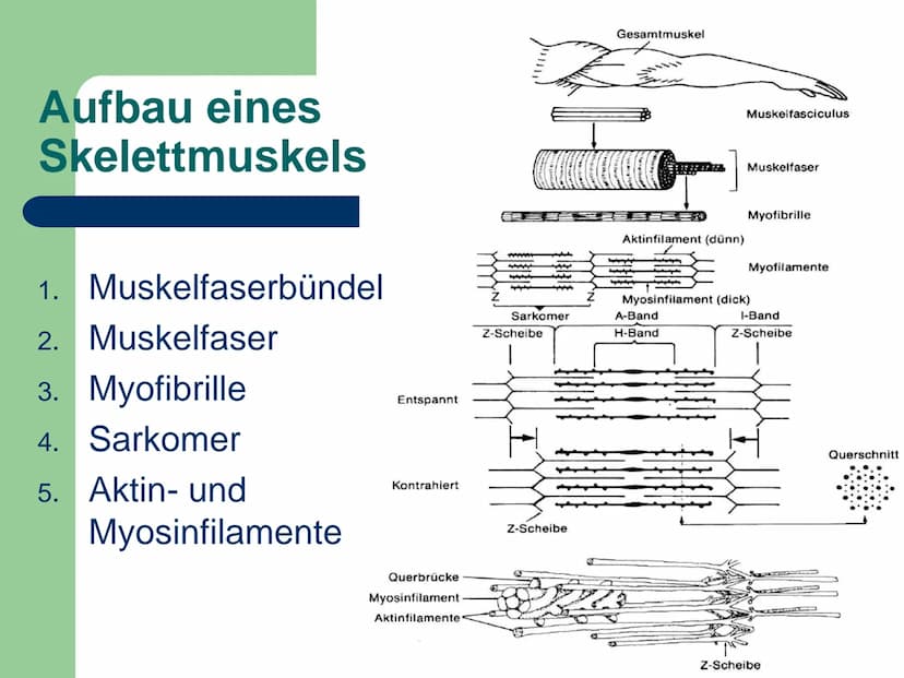 Kraft
ist die Fähigkeit des Nerv-
Muskelsystems, durch
Muskeltätigkeit Widerstände
● zu überwinden,
• ihnen entgegen zu wirken
● bzw. sie zu