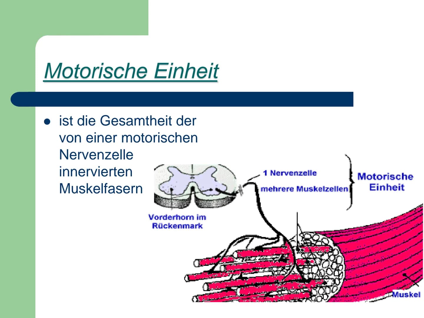 Kraft
ist die Fähigkeit des Nerv-
Muskelsystems, durch
Muskeltätigkeit Widerstände
● zu überwinden,
• ihnen entgegen zu wirken
● bzw. sie zu