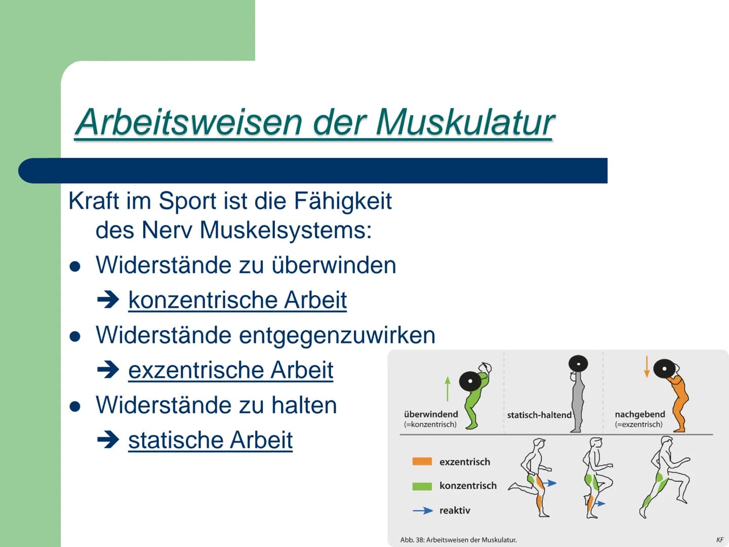 Kraft
ist die Fähigkeit des Nerv-
Muskelsystems, durch
Muskeltätigkeit Widerstände
● zu überwinden,
• ihnen entgegen zu wirken
● bzw. sie zu