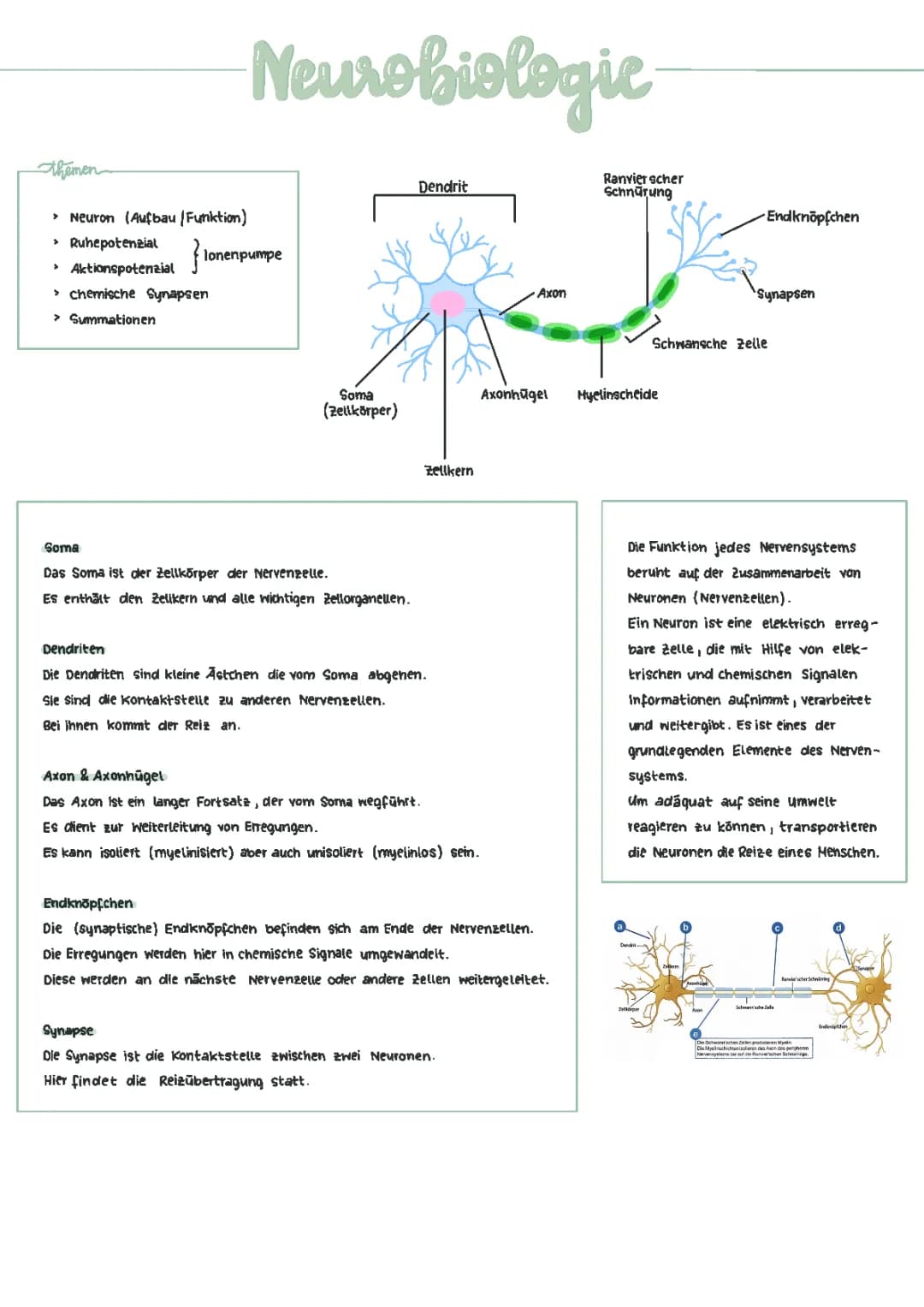 Neurobiologie