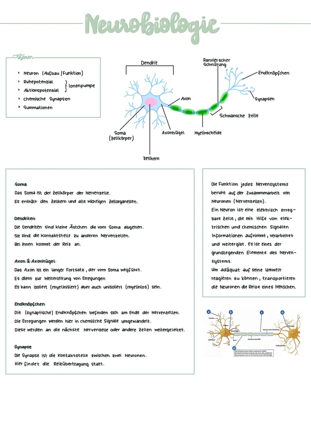 themen
-Neurobiologic
> Neuron (Aufbau /Funktion)
› Ruhepotenzial
> Aktionspotenzial
lonenpumpe
> chemische Synapsen
> Summationen
Soma
(zel