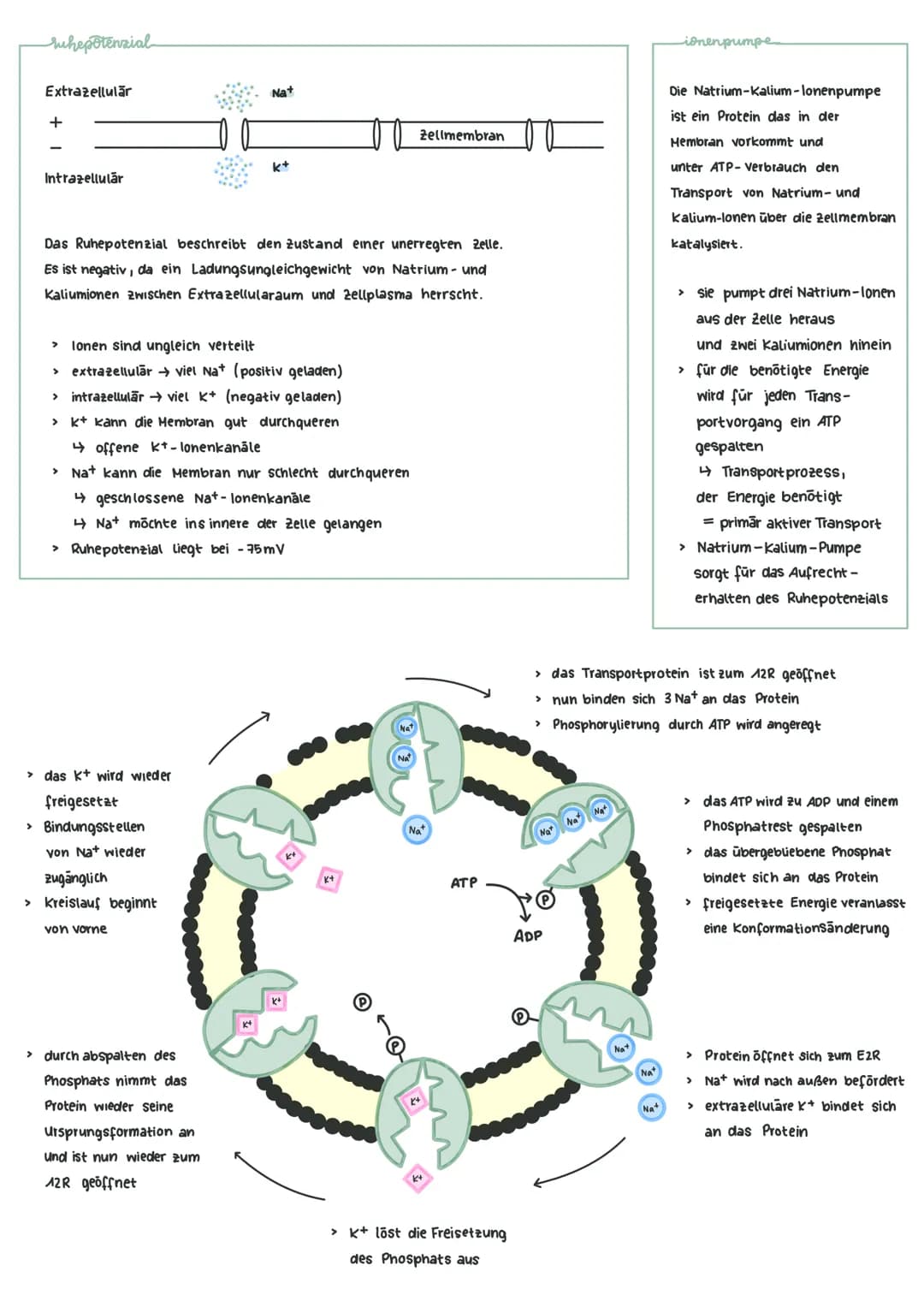 themen
-Neurobiologic
> Neuron (Aufbau /Funktion)
› Ruhepotenzial
> Aktionspotenzial
lonenpumpe
> chemische Synapsen
> Summationen
Soma
(zel