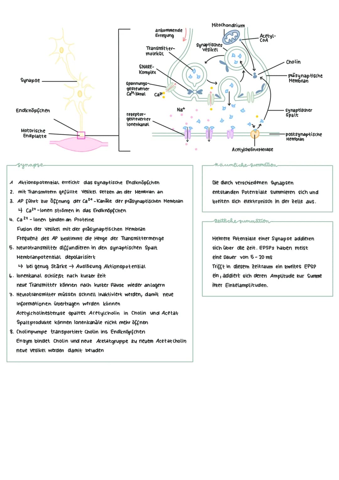 themen
-Neurobiologic
> Neuron (Aufbau /Funktion)
› Ruhepotenzial
> Aktionspotenzial
lonenpumpe
> chemische Synapsen
> Summationen
Soma
(zel