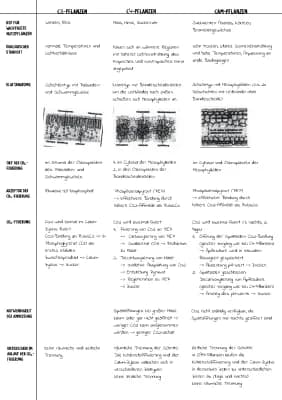 Know Vergleich C3, C4 und CAM-Pflanzen thumbnail