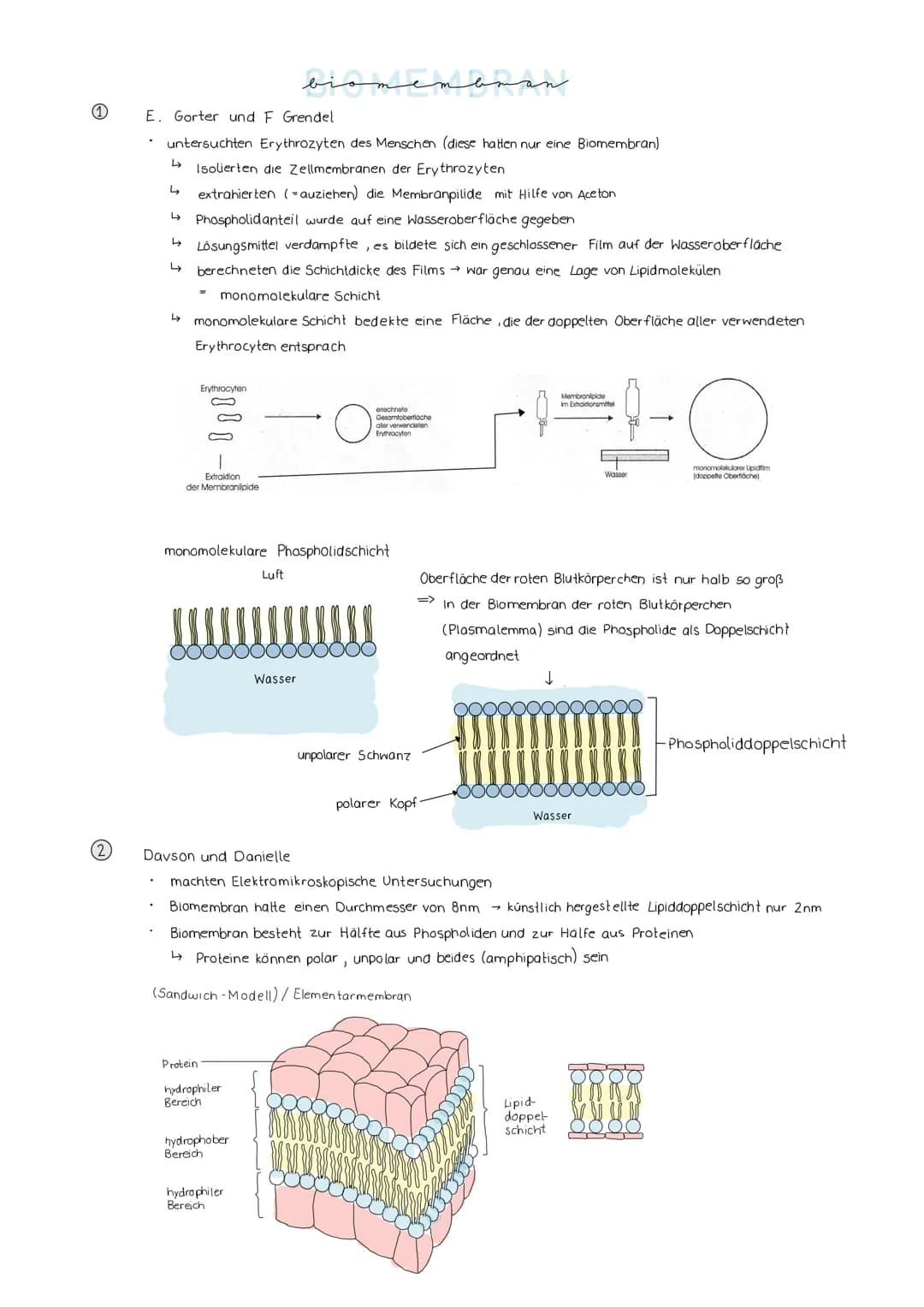 Lösung AB Osmose"
hypertonische Umgebung
(konzentrierter als innen)
außen
Durch den Wasserverlust
schrumpft der Zellkörper; die
Zellmembran 