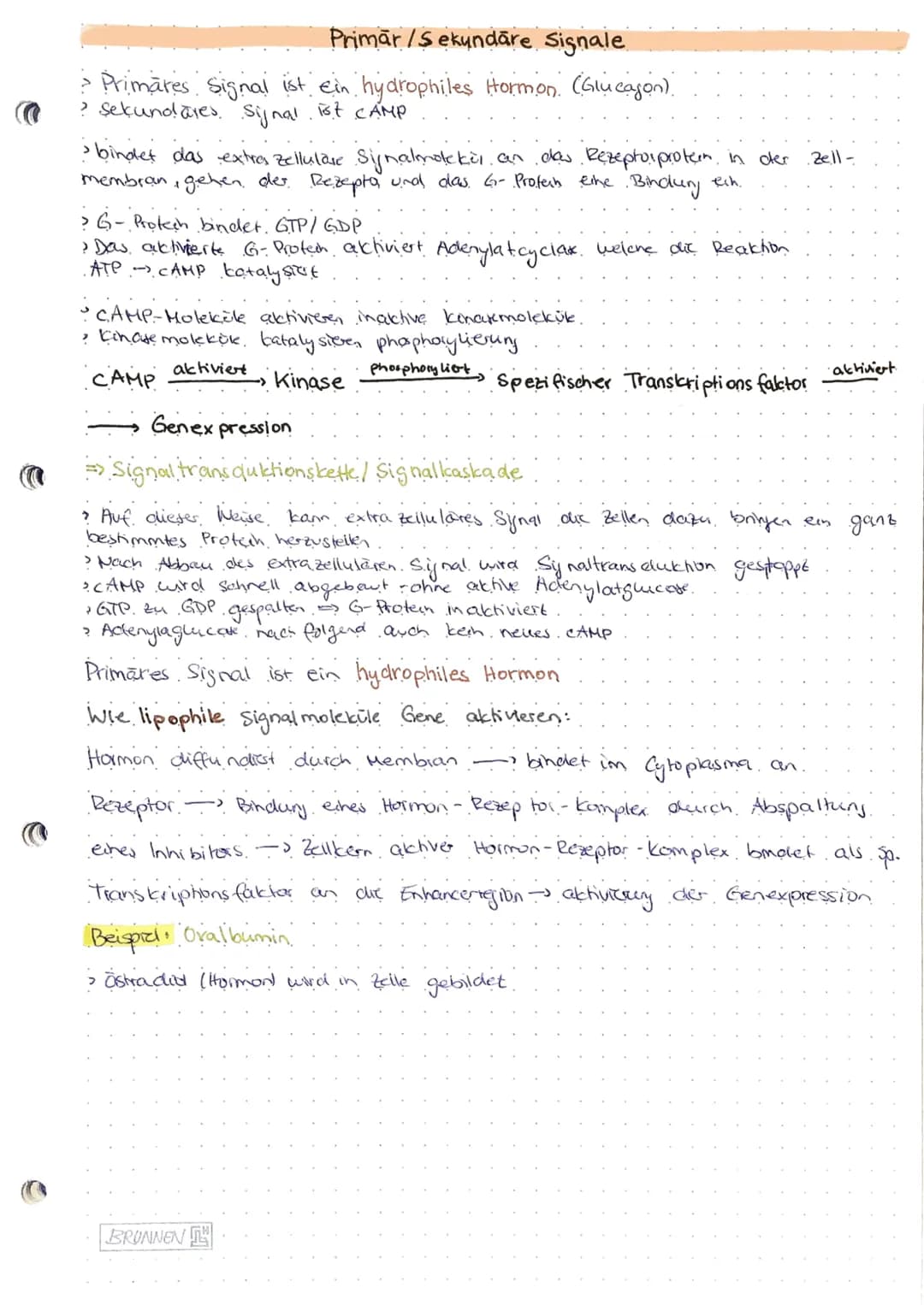 Genregulation
-- Steyerung der Gen expression lob Protein gebildet wird, zu welcher Zeit und.
in welcher Menge).
Probarybten:
Genregulation 