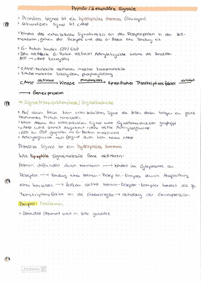 Genregulation
-- Steyerung der Gen expression lob Protein gebildet wird, zu welcher Zeit und.
in welcher Menge).
Probarybten:
Genregulation 