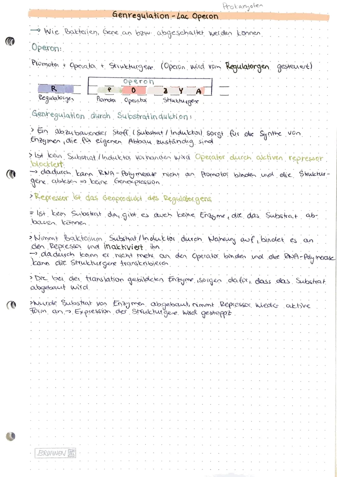 Genregulation
-- Steyerung der Gen expression lob Protein gebildet wird, zu welcher Zeit und.
in welcher Menge).
Probarybten:
Genregulation 