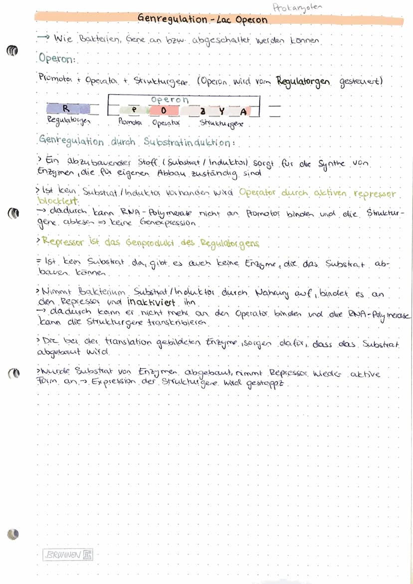 Genregulation
-- Steyerung der Gen expression lob Protein gebildet wird, zu welcher Zeit und.
in welcher Menge).
Probarybten:
Genregulation 