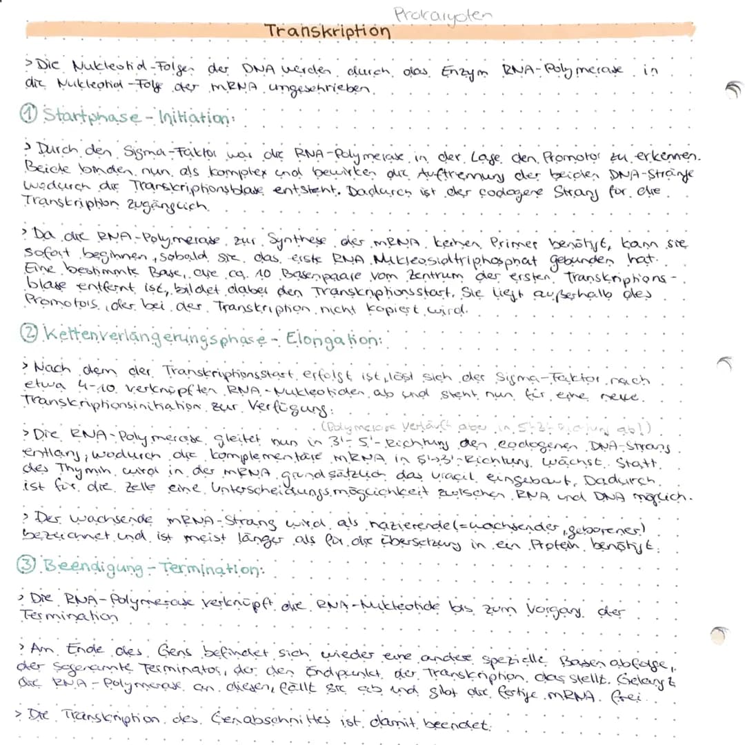 Genregulation
-- Steyerung der Gen expression lob Protein gebildet wird, zu welcher Zeit und.
in welcher Menge).
Probarybten:
Genregulation 