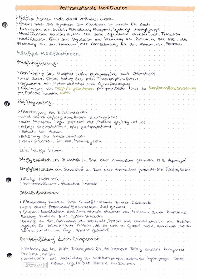 Genregulation
-- Steyerung der Gen expression lob Protein gebildet wird, zu welcher Zeit und.
in welcher Menge).
Probarybten:
Genregulation 