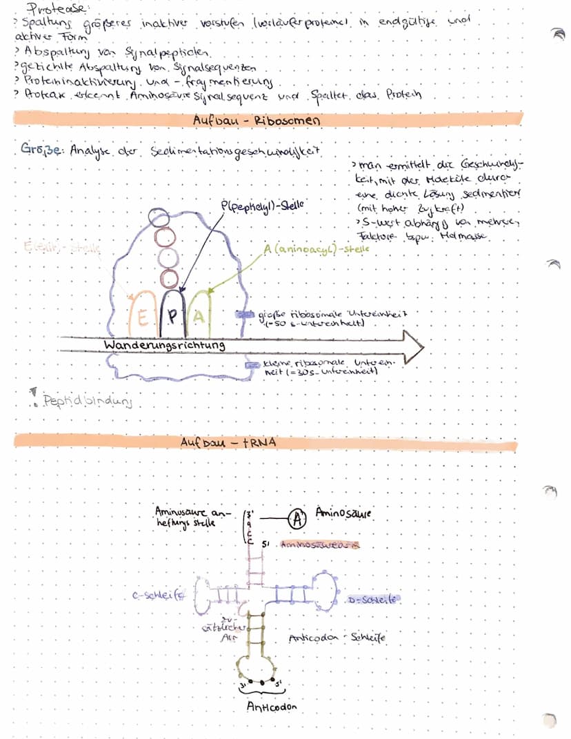 Genregulation
-- Steyerung der Gen expression lob Protein gebildet wird, zu welcher Zeit und.
in welcher Menge).
Probarybten:
Genregulation 