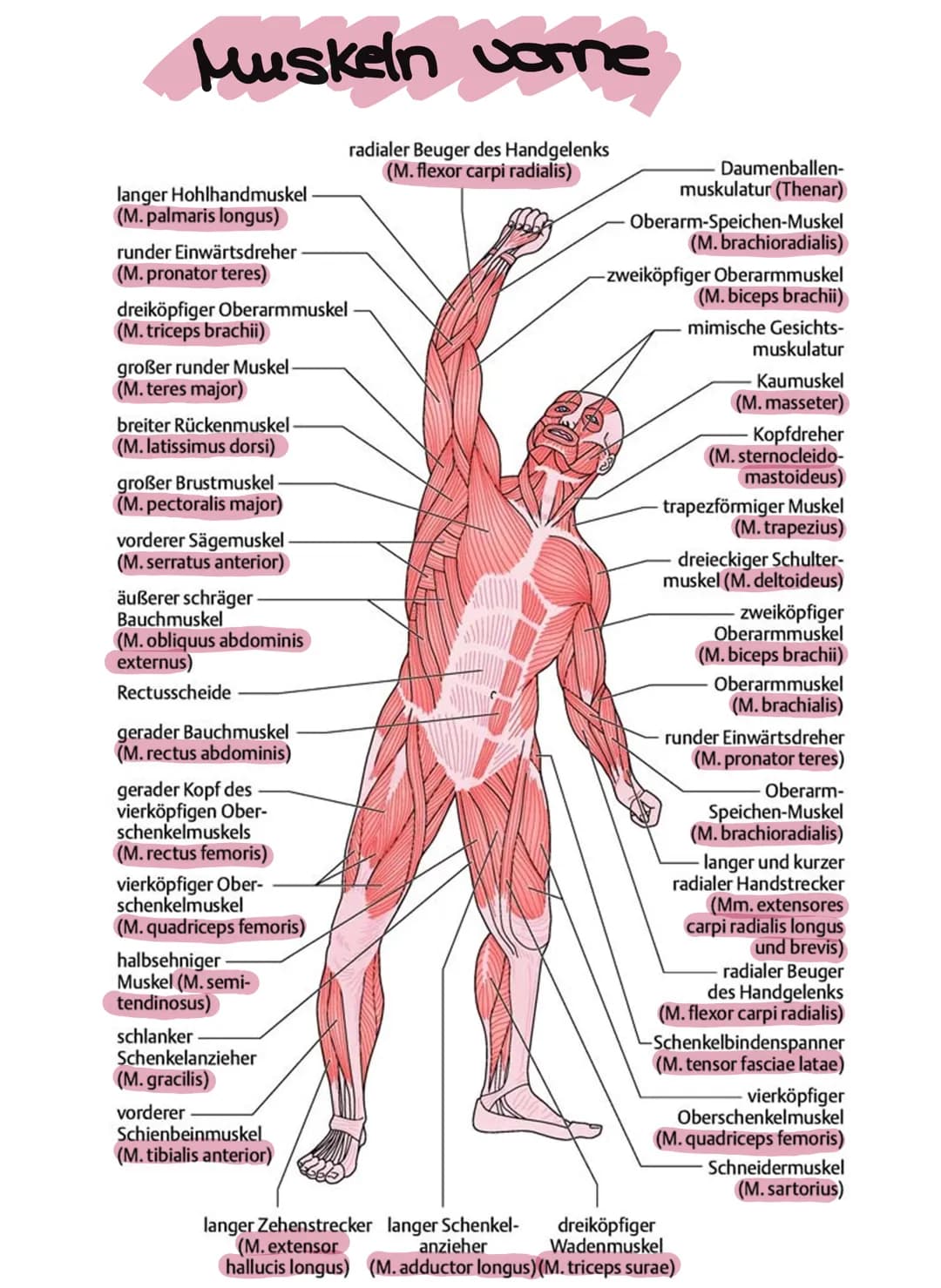 Muskeln vorne
radialer Beuger des Handgelenks
(M. flexor carpi radialis)
langer Hohlhandmuskel
(M. palmaris longus)
runder Einwärtsdreher
(M