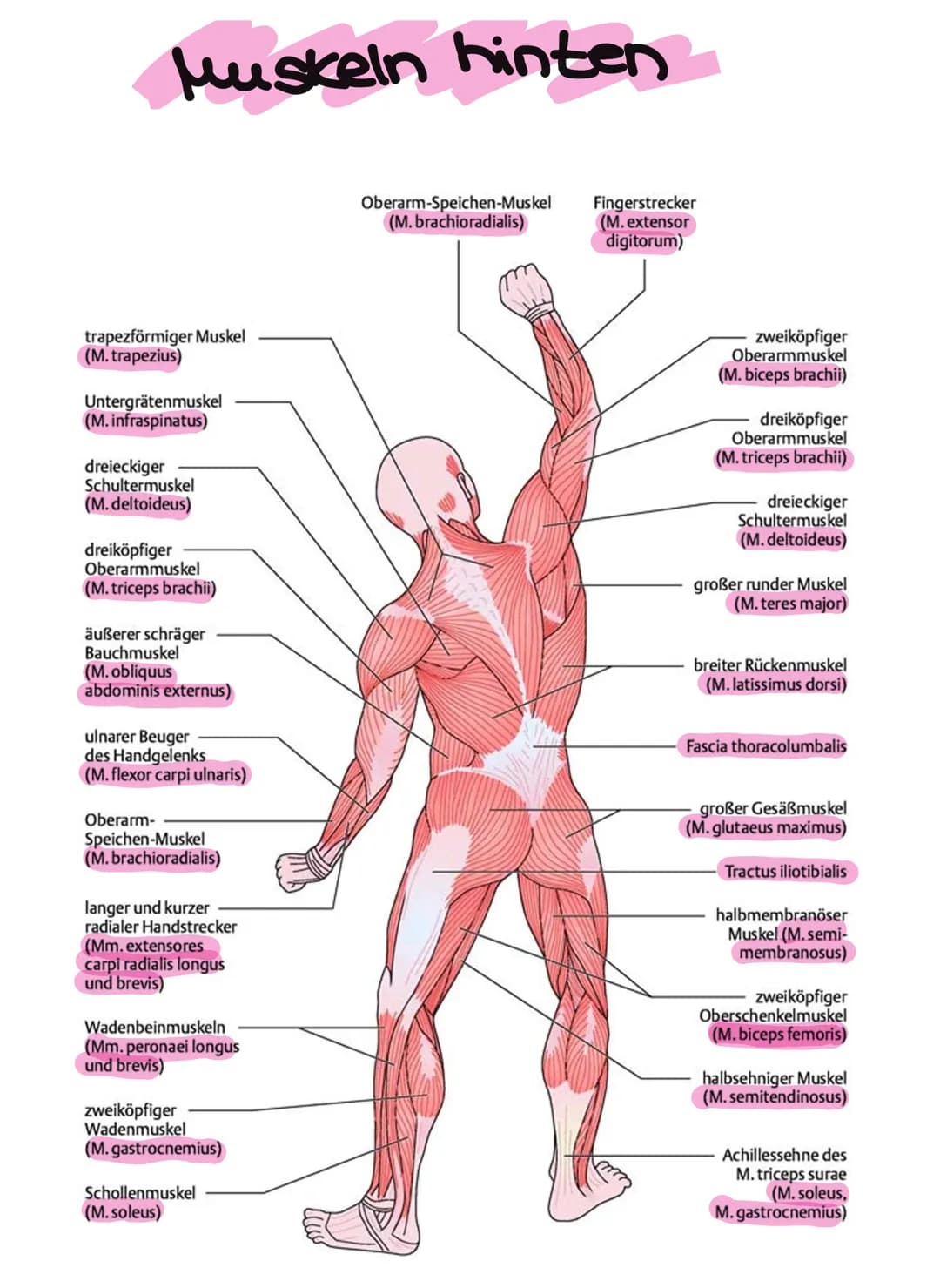 Muskeln vorne
radialer Beuger des Handgelenks
(M. flexor carpi radialis)
langer Hohlhandmuskel
(M. palmaris longus)
runder Einwärtsdreher
(M