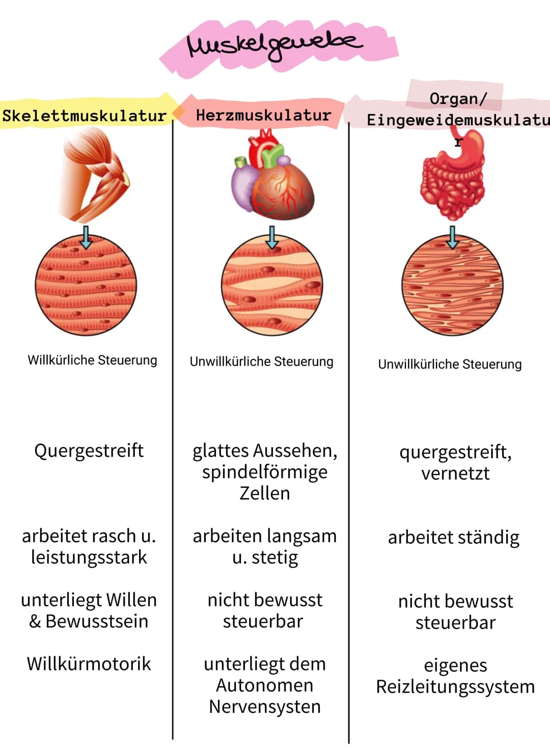 Muskeln vorne
radialer Beuger des Handgelenks
(M. flexor carpi radialis)
langer Hohlhandmuskel
(M. palmaris longus)
runder Einwärtsdreher
(M