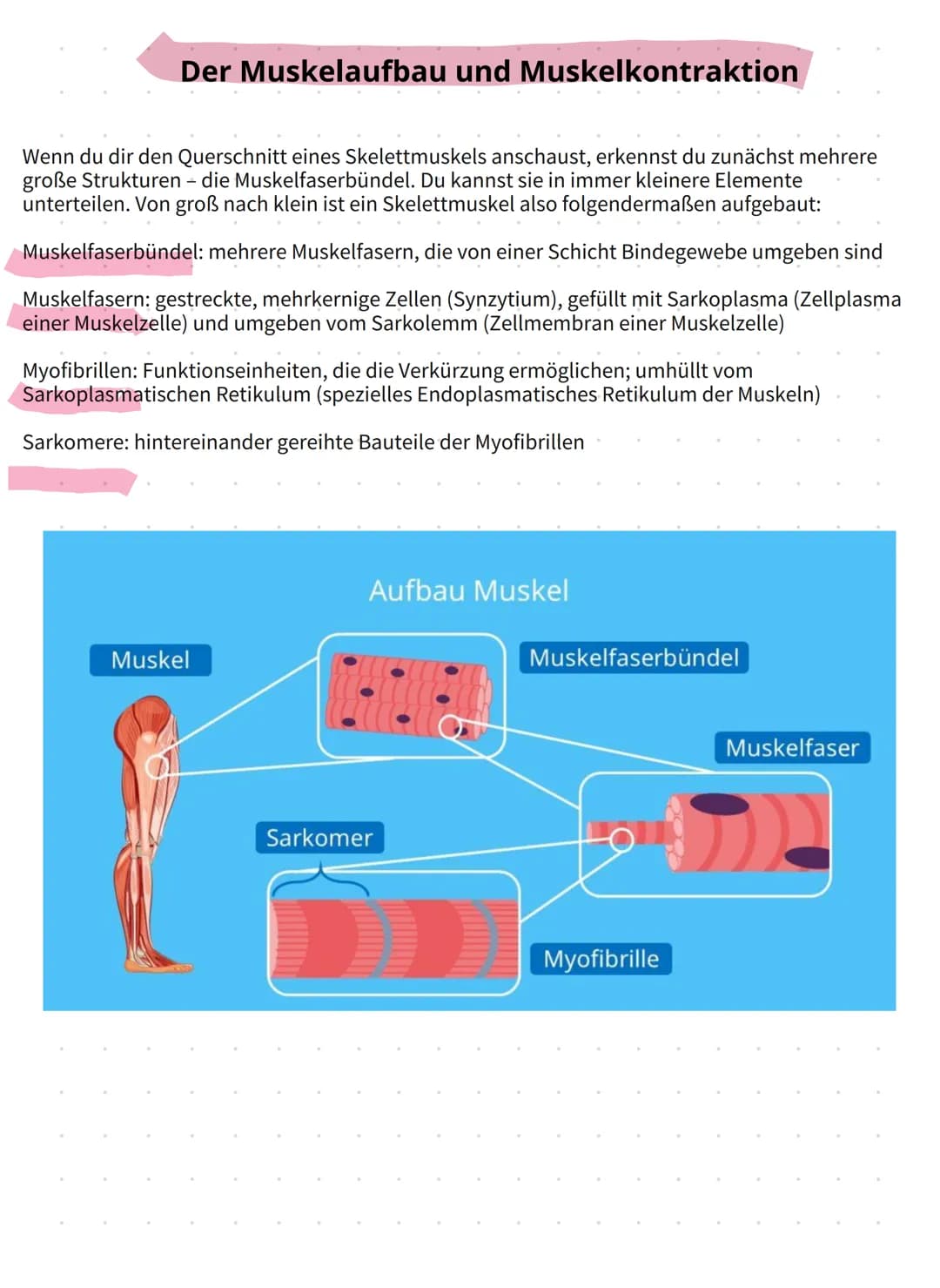 Muskeln vorne
radialer Beuger des Handgelenks
(M. flexor carpi radialis)
langer Hohlhandmuskel
(M. palmaris longus)
runder Einwärtsdreher
(M