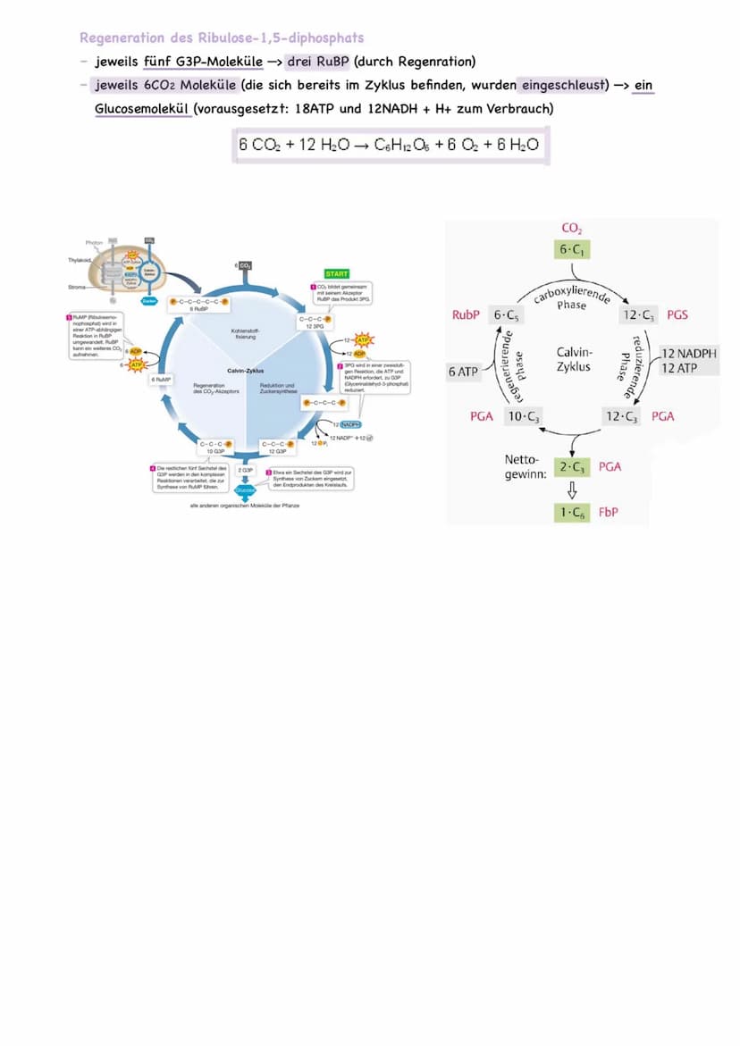 ökologie
fotosynthese
LICHTABHÄNGIGE REATION
Fotosysteme II
absortiert Lichtquanten -> Erhöhung der Elektronegativität des Chlorophyllmolekü
