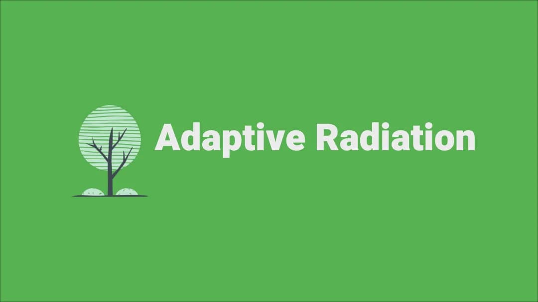 Adaptive Radiation einfach erklärt: Beispiel, Ablauf und Beispiele für Tiere