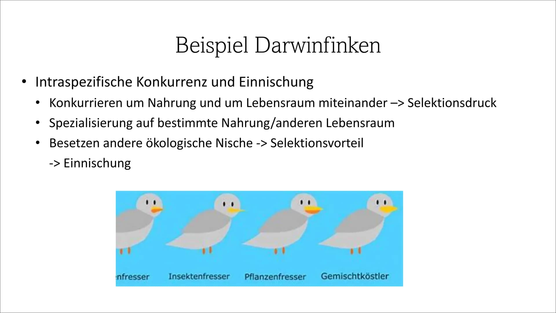 Adaptive Radiation ●
●
Inhaltsverzeichnis
Definition
Wie läuft die Adaptive Radiation ab?
Beispiel: Darwin Finken
Quellen Definition
Adaptio