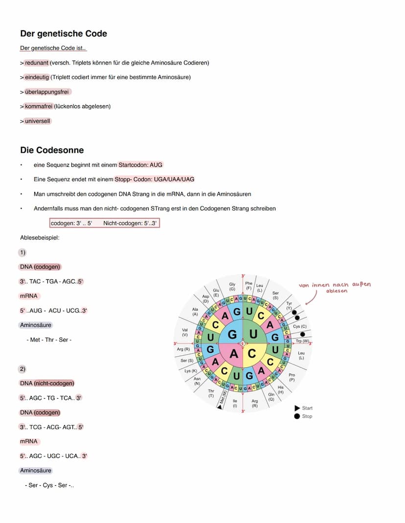 Genetik
Molekularer Aufbau der DNA
Die DNA als ein riesiges Kettenmolekül bestehend aus zwei Polynucleotidsträngen, welche antiparallel verl