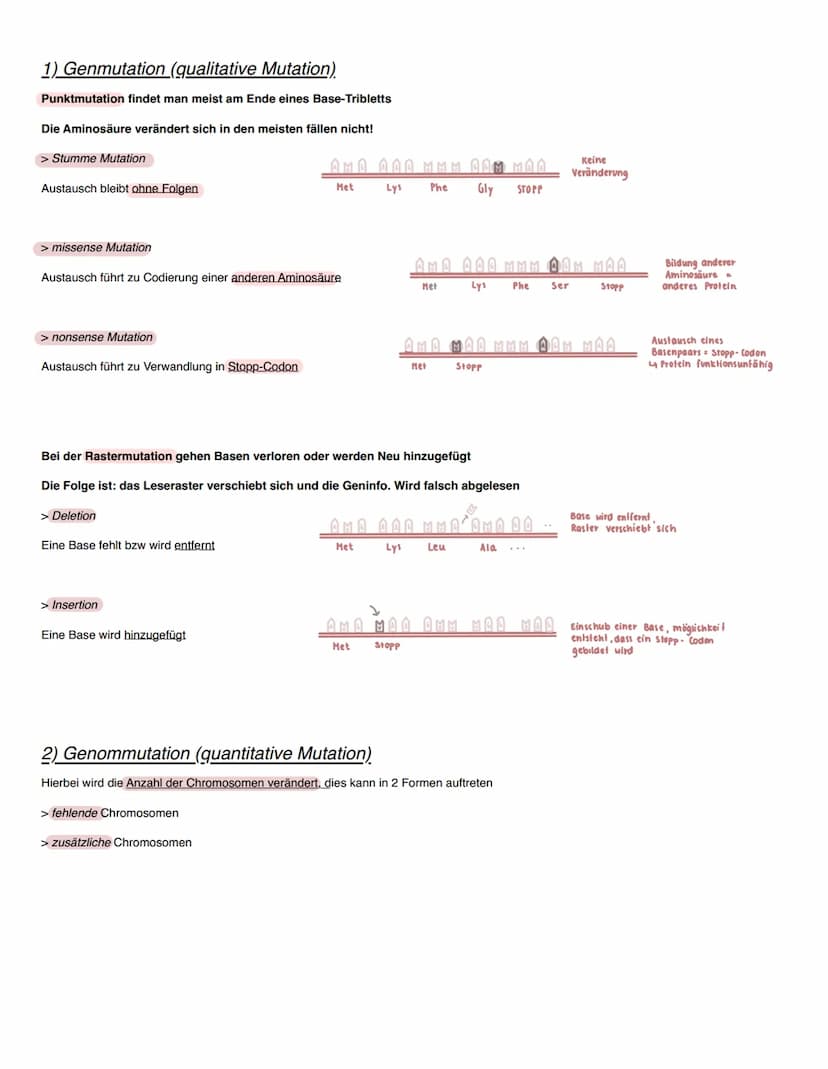 Genetik
Molekularer Aufbau der DNA
Die DNA als ein riesiges Kettenmolekül bestehend aus zwei Polynucleotidsträngen, welche antiparallel verl