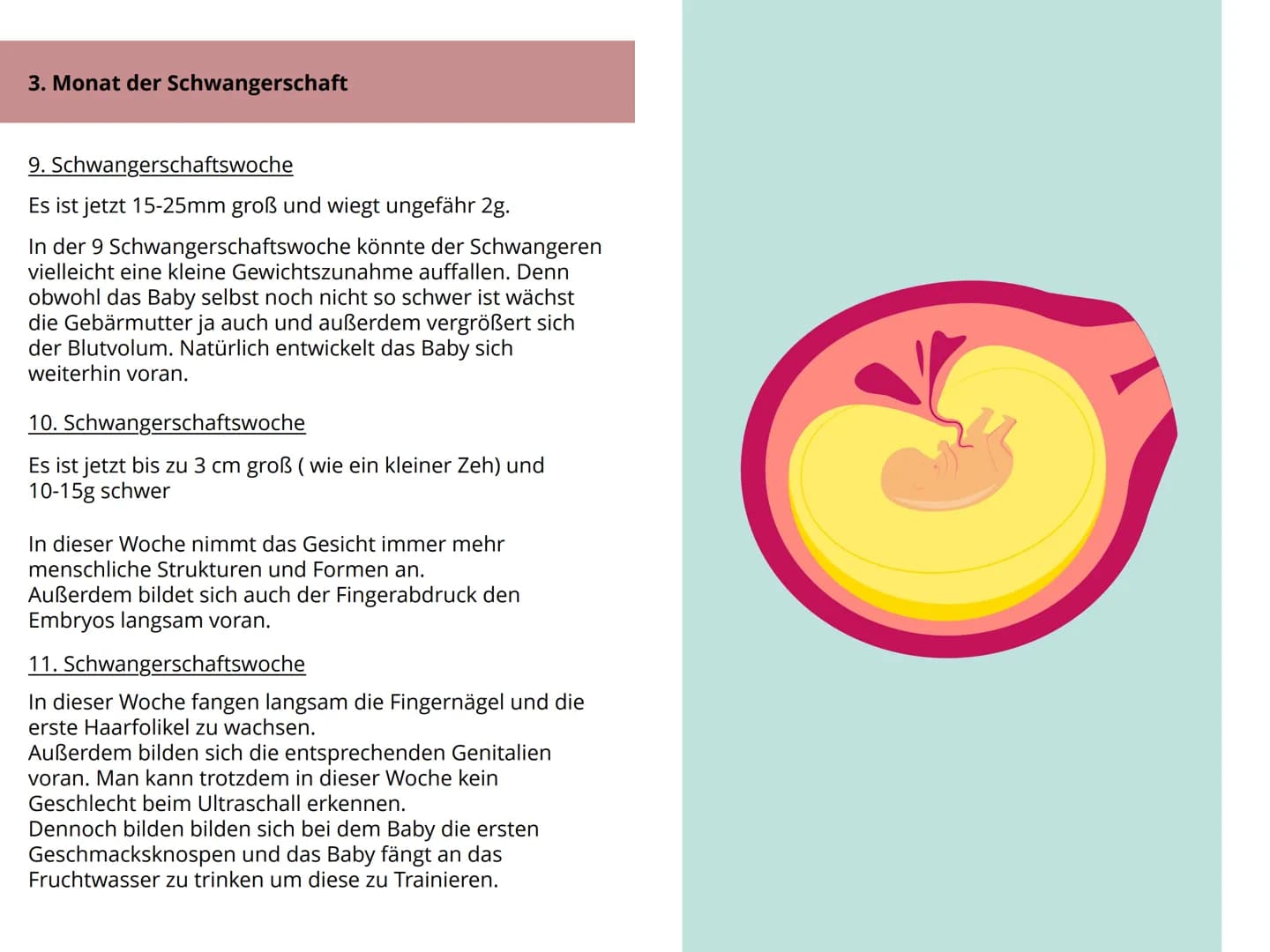 Schwangerschaft Inhaltsverzeichnis
1. Wie kommt es zu einer Schwangerschaft S.4-5
2. Anzeichen bei einer Schwangerschaft. S.6-7
3. Ablauf de