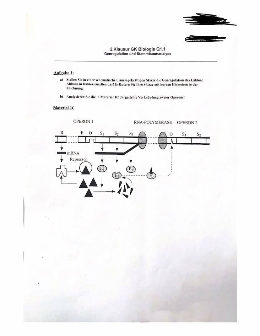 1.0)
gen
ist inaktiv
bereitgestellt,
Repressor
von Regulator in die zelle (d. Permease)
Laktose hommt
2. Klausor GU Biologie Q1. am 9.12.20
