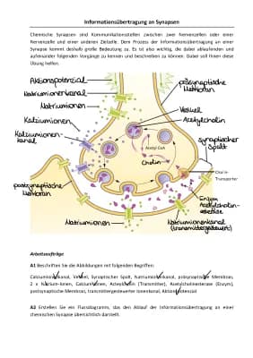 Know Synapsen Weiterleitung thumbnail