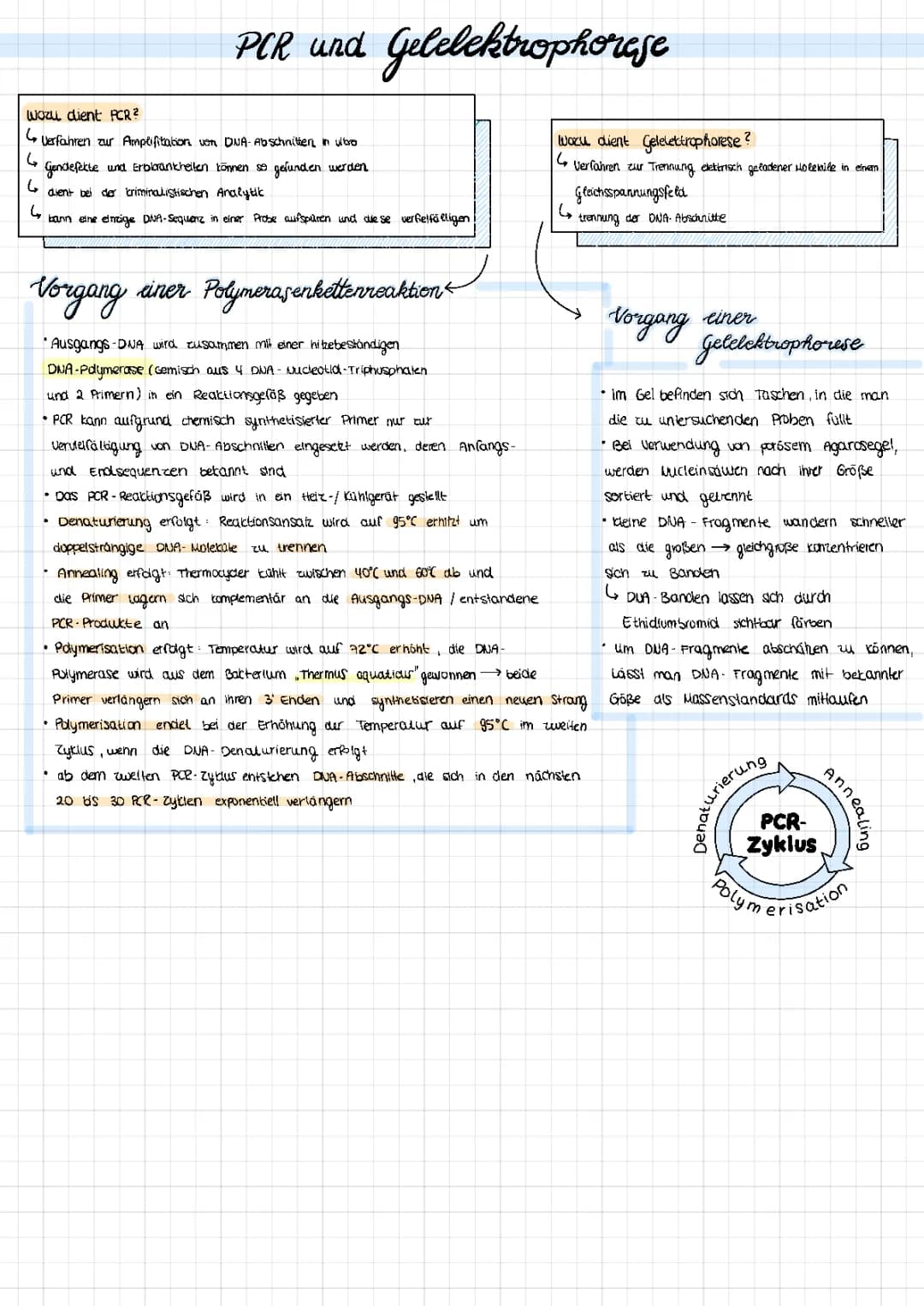 PCR und Gelelektrophorese