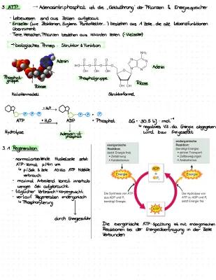 Know Zellbiologie  thumbnail