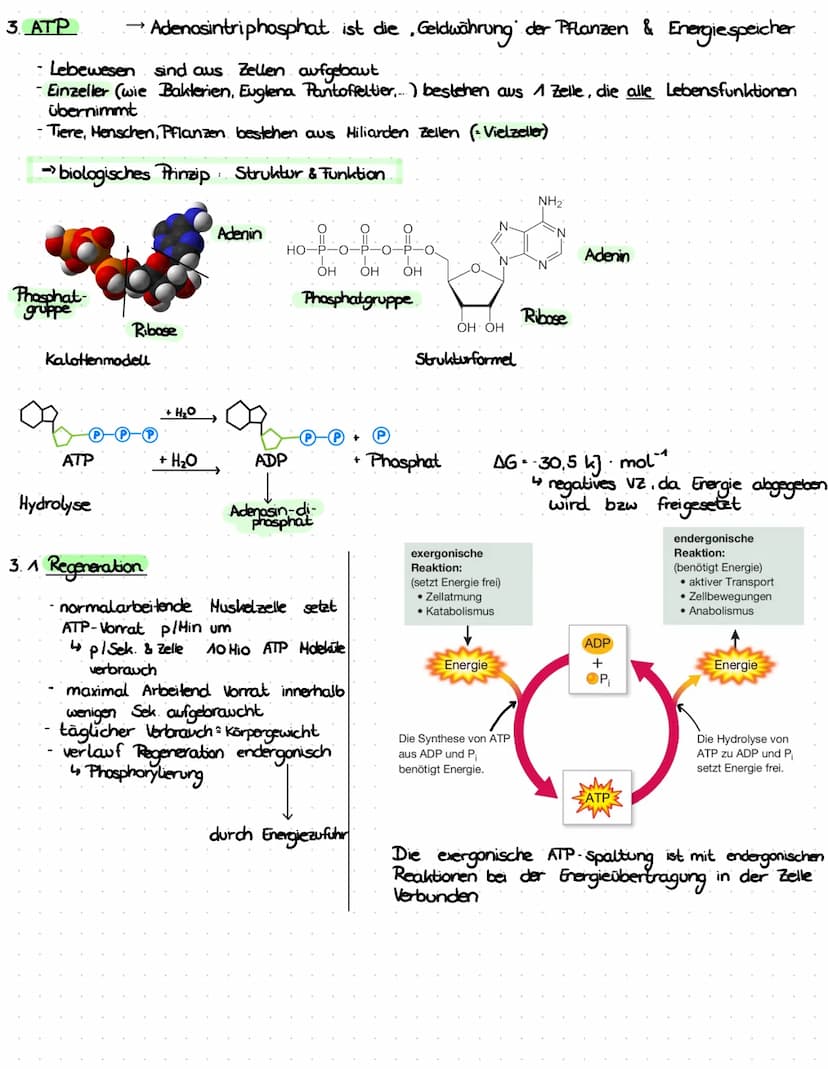 3. ATP
→
- Lebewesen sind aus Zellen aufgebaut
- Einzeller (wie Bakterien, Euglena Pantoffeltier,....) bestehen aus 1 Zelle, die alle Lebens