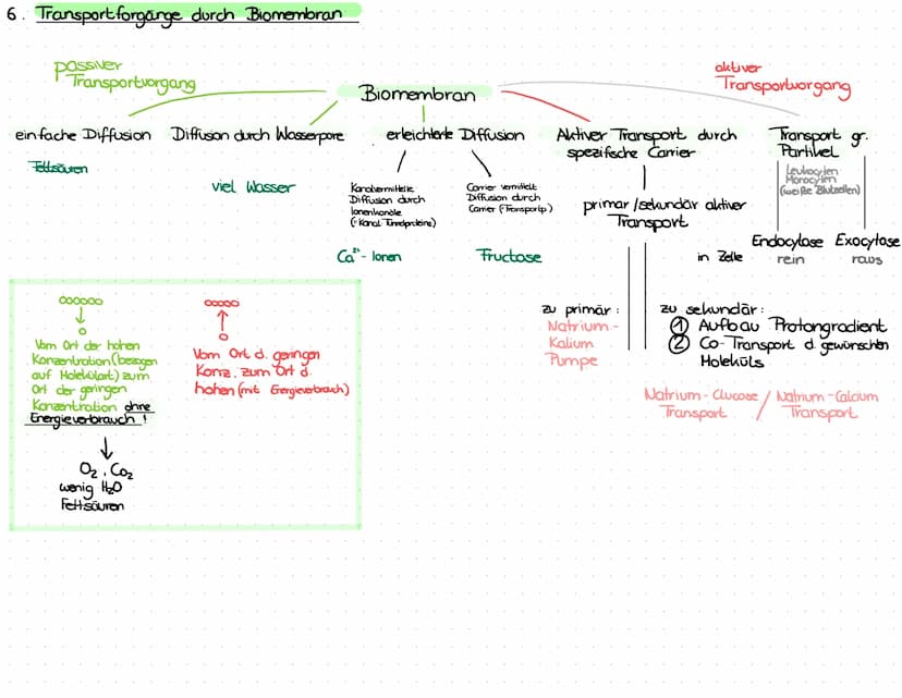 3. ATP
→
- Lebewesen sind aus Zellen aufgebaut
- Einzeller (wie Bakterien, Euglena Pantoffeltier,....) bestehen aus 1 Zelle, die alle Lebens