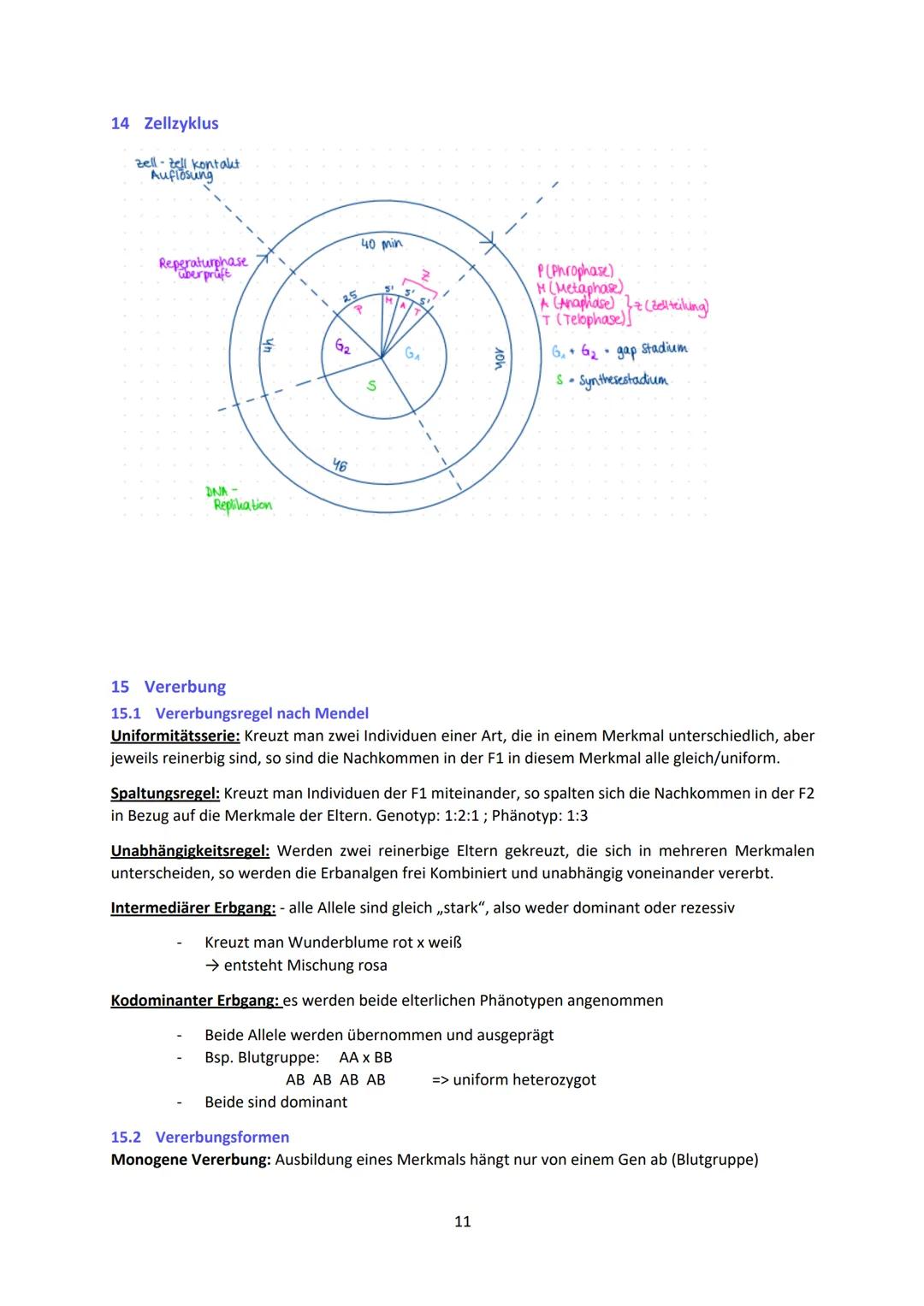 Biologie LK Lernzettel Abitur
1 Biologische Grundlagen
1.1 Unterschied von Eukaryoten und Prokaryoten
Eukaryoten (Euzyte)
Beispiel
Größe
Zel