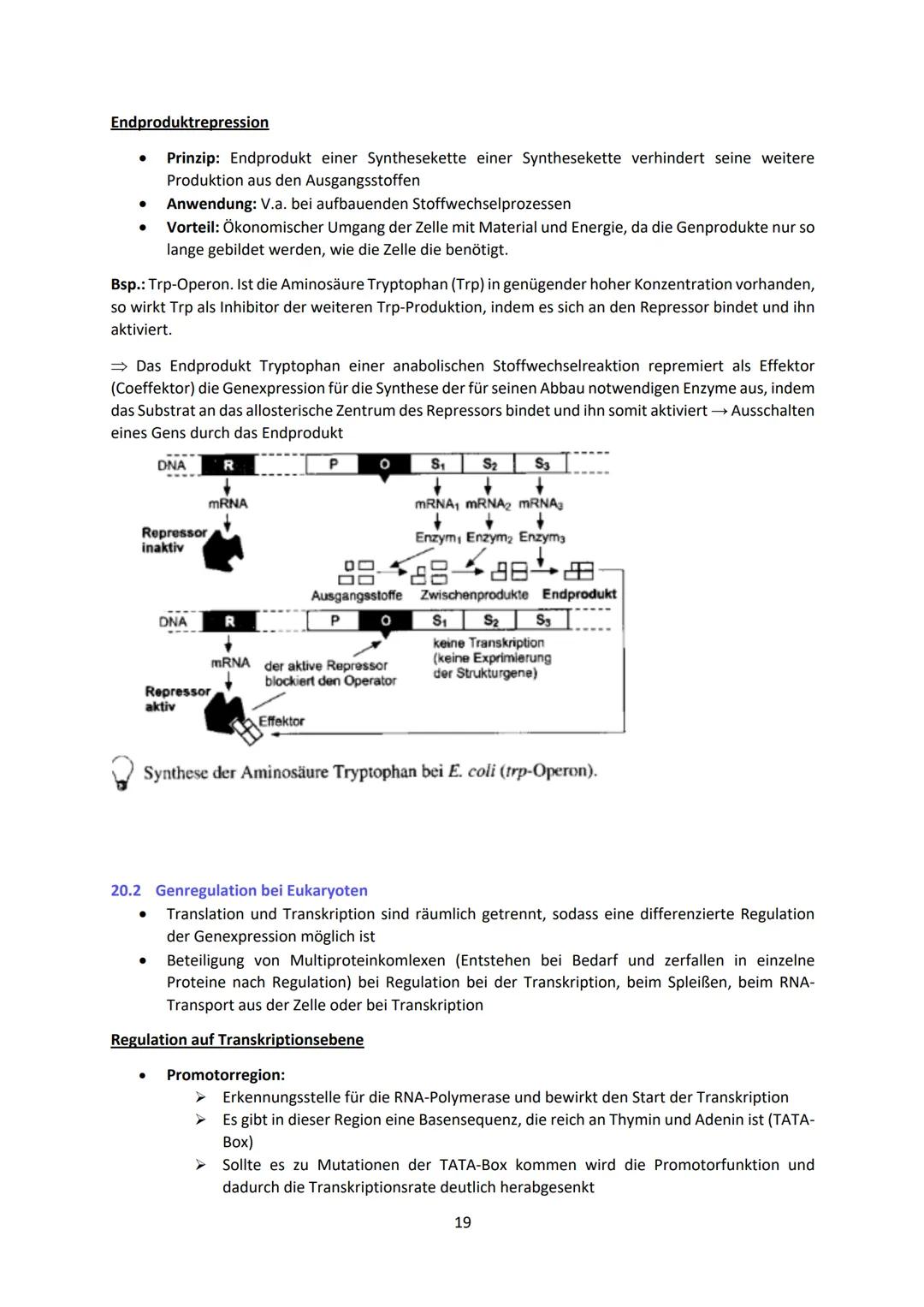 Biologie LK Lernzettel Abitur
1 Biologische Grundlagen
1.1 Unterschied von Eukaryoten und Prokaryoten
Eukaryoten (Euzyte)
Beispiel
Größe
Zel