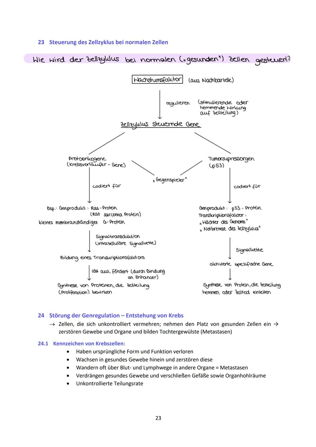 Biologie LK Lernzettel Abitur
1 Biologische Grundlagen
1.1 Unterschied von Eukaryoten und Prokaryoten
Eukaryoten (Euzyte)
Beispiel
Größe
Zel