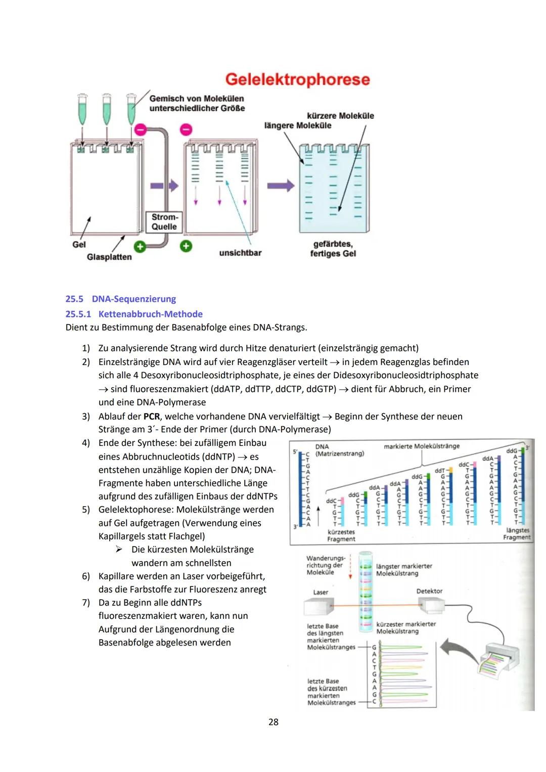 Biologie LK Lernzettel Abitur
1 Biologische Grundlagen
1.1 Unterschied von Eukaryoten und Prokaryoten
Eukaryoten (Euzyte)
Beispiel
Größe
Zel