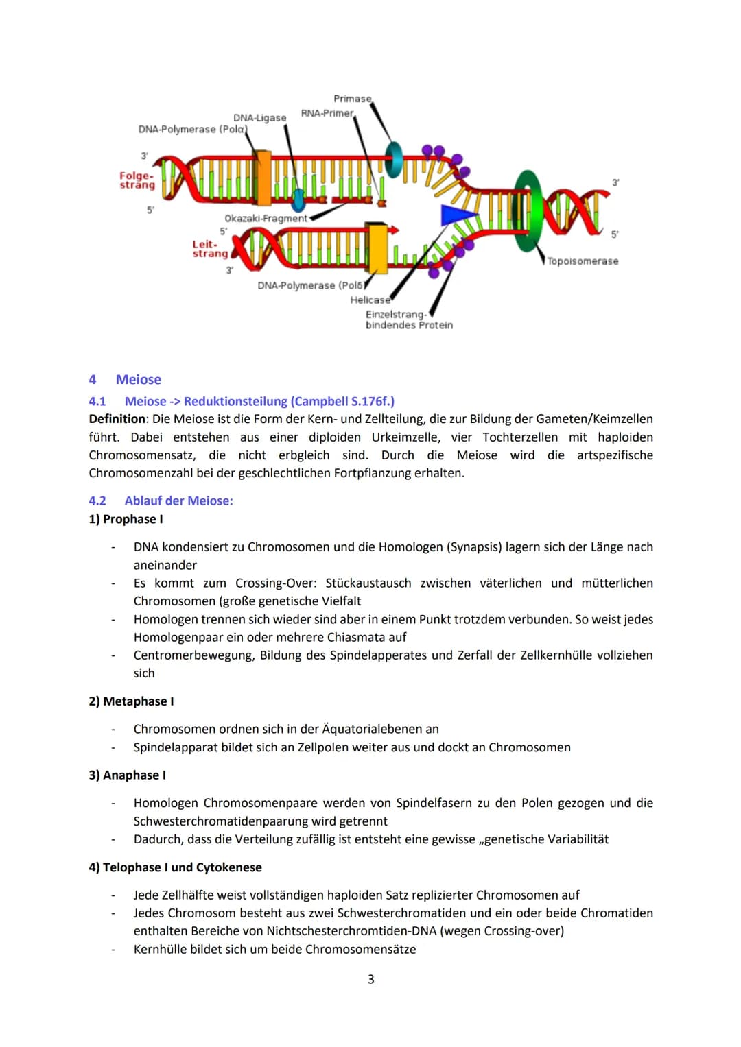 Biologie LK Lernzettel Abitur
1 Biologische Grundlagen
1.1 Unterschied von Eukaryoten und Prokaryoten
Eukaryoten (Euzyte)
Beispiel
Größe
Zel