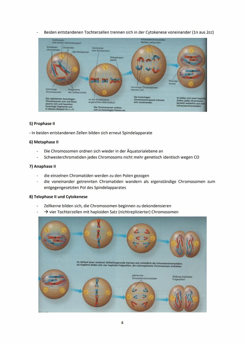 Biologie LK Lernzettel Abitur
1 Biologische Grundlagen
1.1 Unterschied von Eukaryoten und Prokaryoten
Eukaryoten (Euzyte)
Beispiel
Größe
Zel