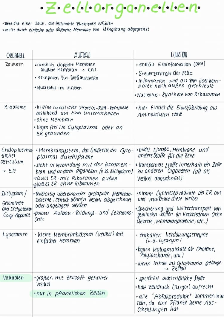 Know Zellorganellen thumbnail