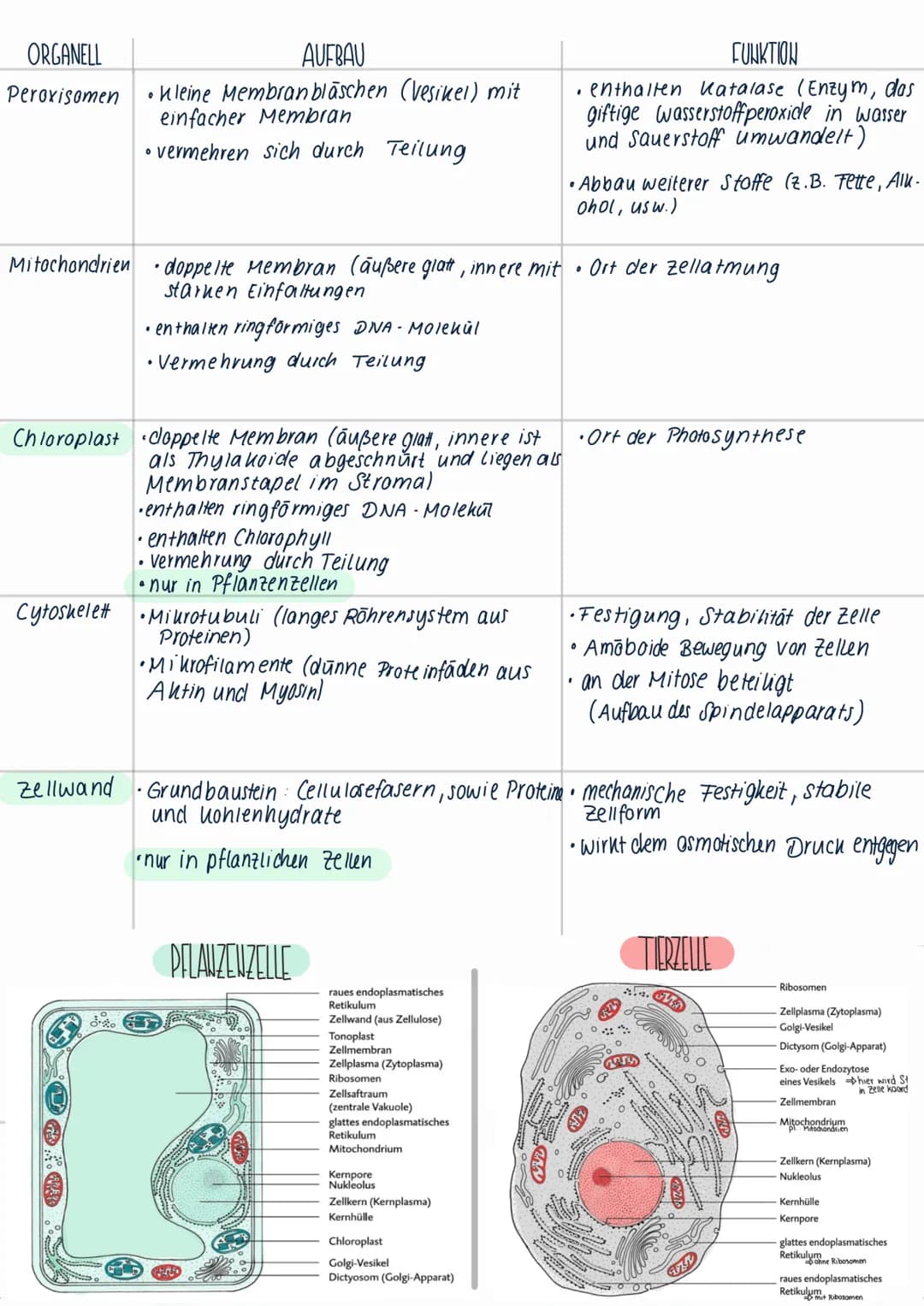 > Bereiche einer Zelle, clie bestimmte Funktionen erfüllen
> meist durch einfache oder doppelte Membran von Umgebung abgegrenzt
ORGANELL
Zel