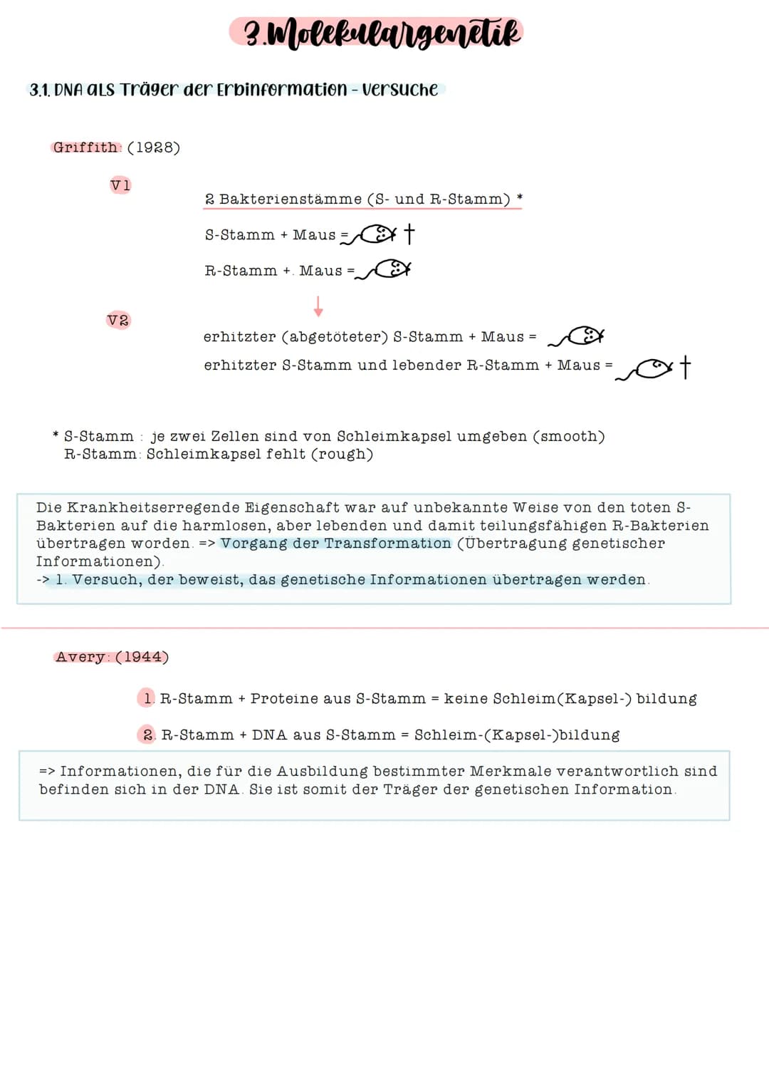 3.1. DNA als Träger der Erbinformation - versuche
Griffith: (1928)
V1
V2
3. Molekulargenetik
2 Bakterienstämme (S- und R-Stamm) *
S-Stamm + 