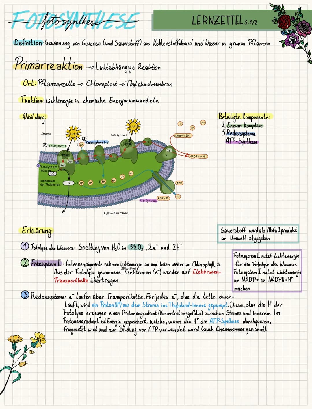 FO fotosynthese ESE
LERNZETTEL S.1/2
Definition: Gewinnung von Glucose (und Sauerstoff) aus Kohlenstoffdioxid und Wasser in grünen
Primärrea