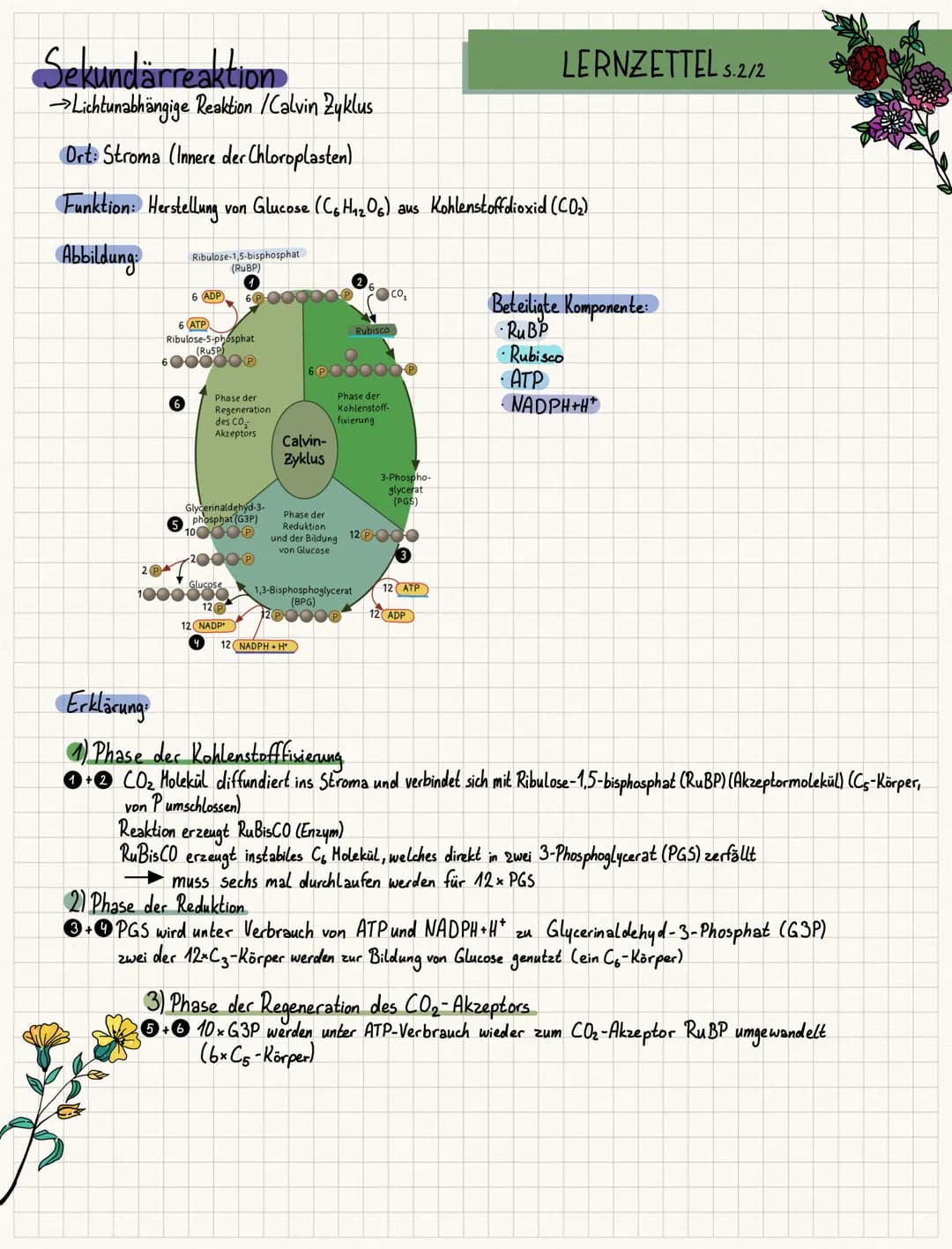 FO fotosynthese ESE
LERNZETTEL S.1/2
Definition: Gewinnung von Glucose (und Sauerstoff) aus Kohlenstoffdioxid und Wasser in grünen
Primärrea