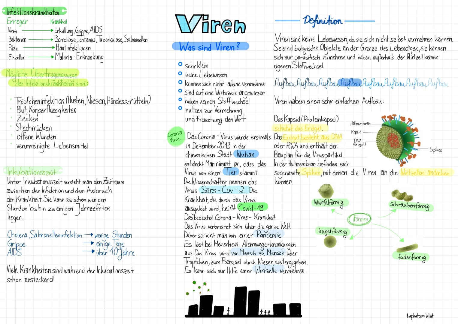 Cytoplasma
O
O
(Bakterien chromosom)
DNA
O
Zellwand Zellmembran
Plasmid
Es gibt viele verschiedene Bakterien in unterschiedlichen Formen
• S