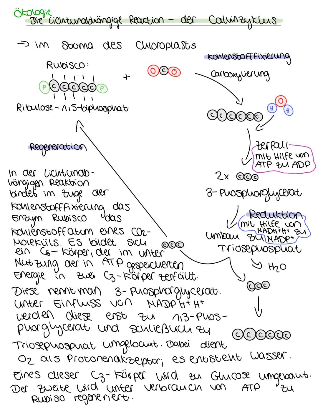 # Ökologie
Die Lichtunabhängige Reaktion - der Calvinzyklus

$
\rightarrow$ im Stoma des chloroplasts

Rubisco:

0000000

000

+

1

11

Rib
