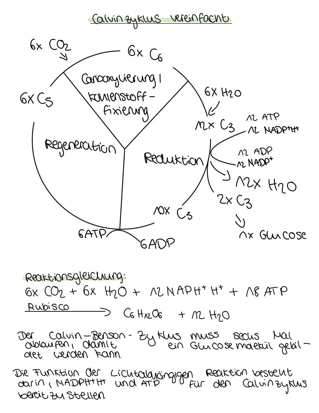 # Ökologie
Die Lichtunabhängige Reaktion - der Calvinzyklus

$
\rightarrow$ im Stoma des chloroplasts

Rubisco:

0000000

000

+

1

11

Rib