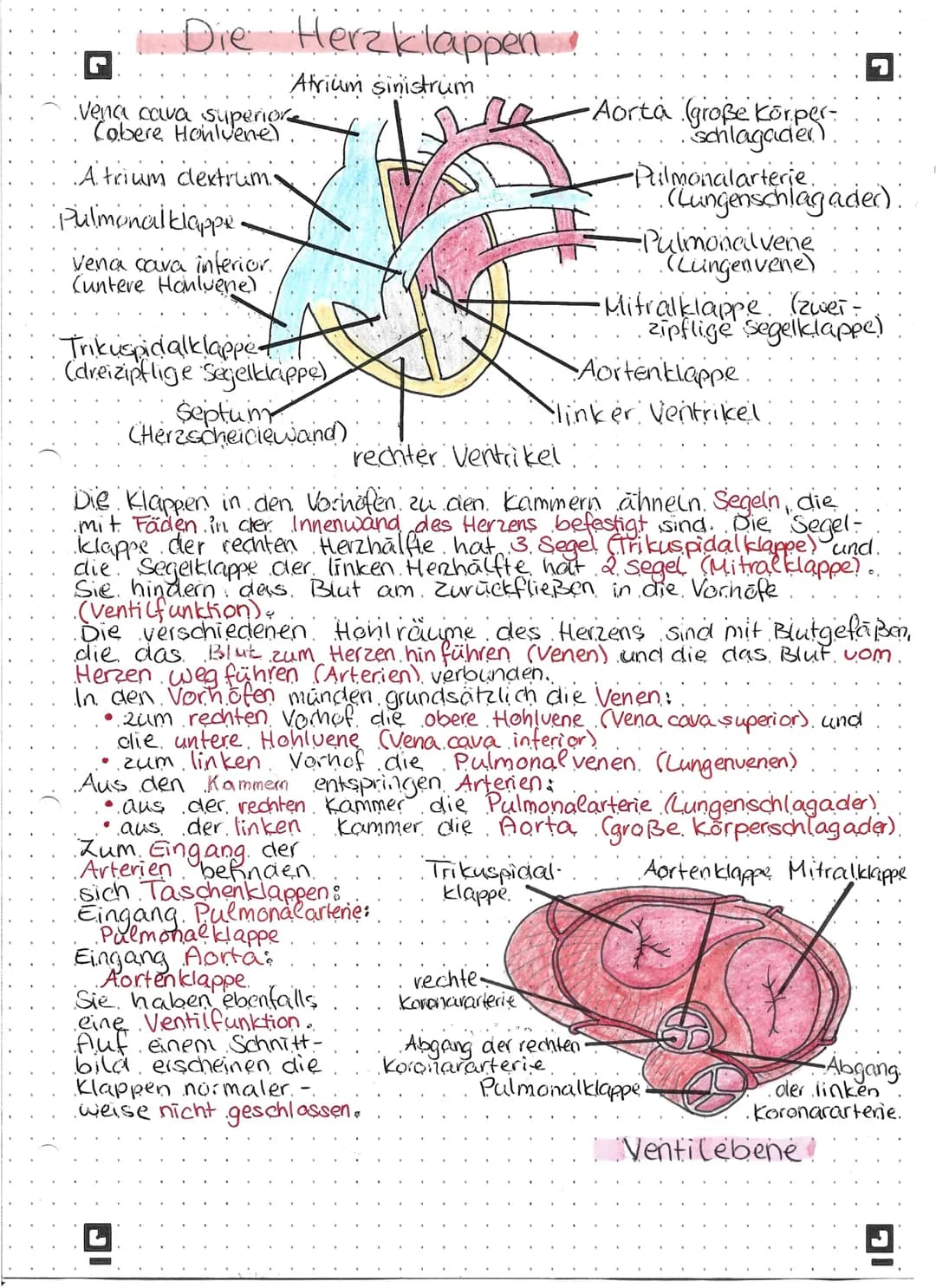 Die Herzklappen!
Atrium sinistrum
vena cava superior
Cobere Honlvene)
A trium dextrum..
Pulmonal klappe
vena cava inferior.
Cuntere Honluene